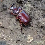Männlicher Nashornkäfer auf Gartenboden