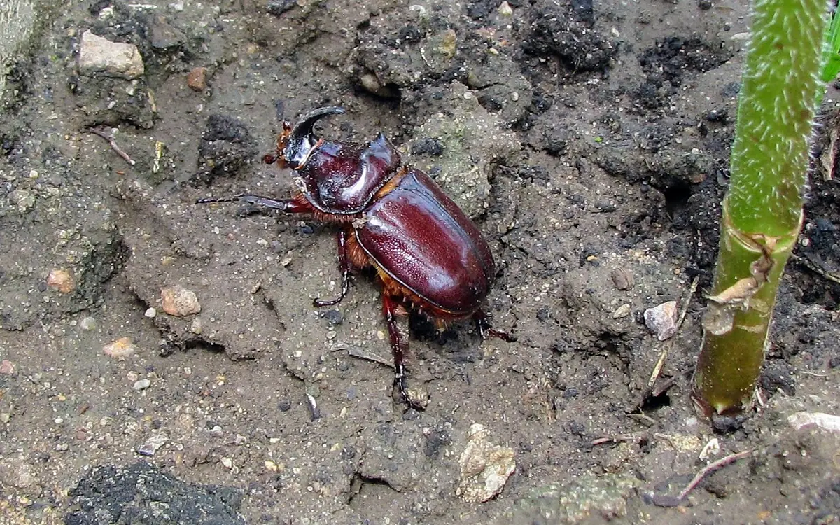 Männlicher Nashornkäfer mit nach oben gebogenem Horn auf Gartenboden