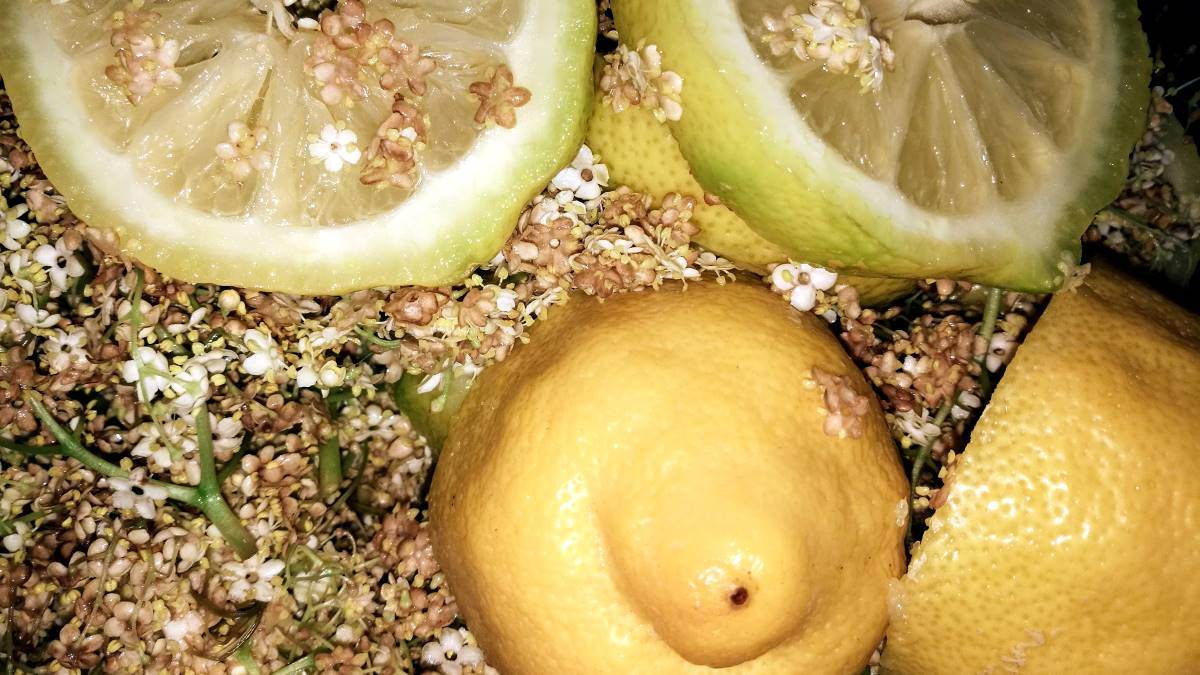 Aufgeschnittene Zitronenschalen zwischen Laub auf einem Komposthaufen